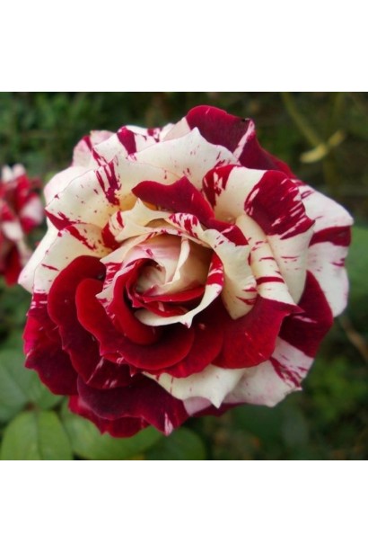 Троянда бордюрна Флеш Найт біло-червона